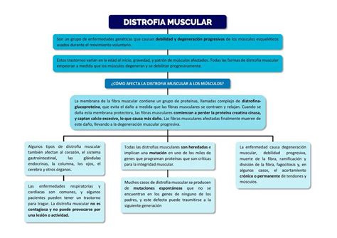 Tipos De Distrofia Muscular Actualizado Enero