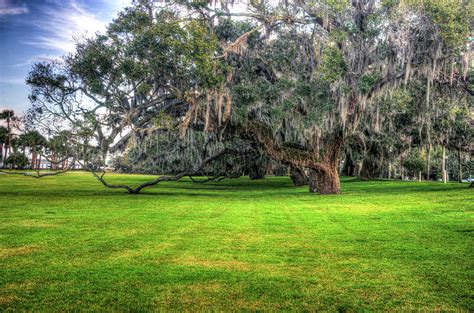 Southern Live Oak Tree With Spanish Moss Photograph By Douglas Barnett