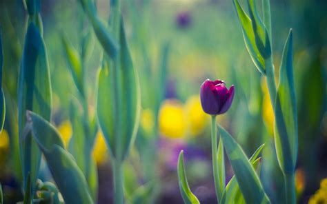 Spring Purple Tulip Wallpaper High Definition High Quality Widescreen