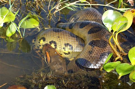 Anaconda Snake Reptile Free Photo On Pixabay