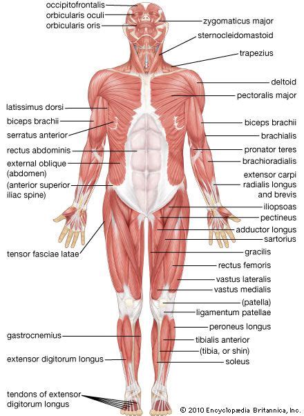 Each type of muscle tissue in the human smooth muscle is found in the walls of hollow organs throughout the body. human muscle system | Human muscular system, Muscular ...