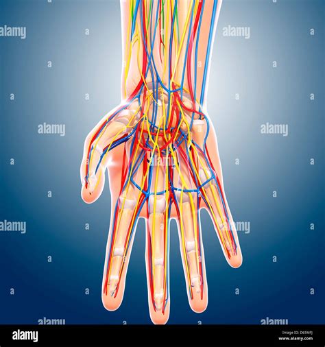 Hand Anatomy Artwork Stock Photo Alamy