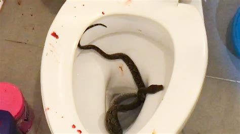 Snake Bites A Teenager S Penis While He Sits On The Toilet In