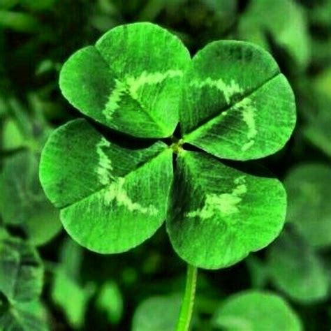4 Leaf Clover Irish Symbols Clover Leaf Green Aesthetic