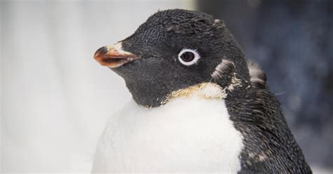 Seaworld S Naked Penguin Starts New Year With New Feathers Cbs Miami