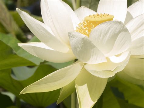 White Lotus Lisa Chakrabarti Flickr