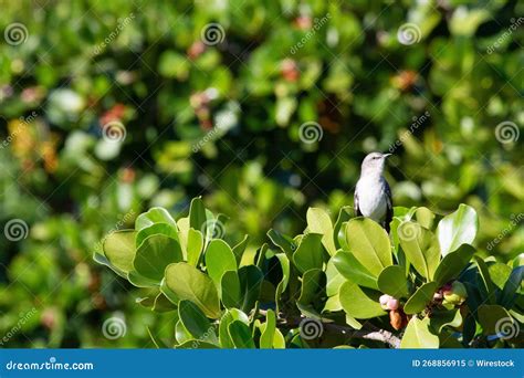 Beautiful Polyphonic Mockingbird Perched On A Branch Of A Tree