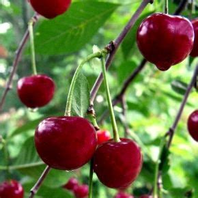 hardy fruit trees - grown in Quebec to survive in any Canadian province ...