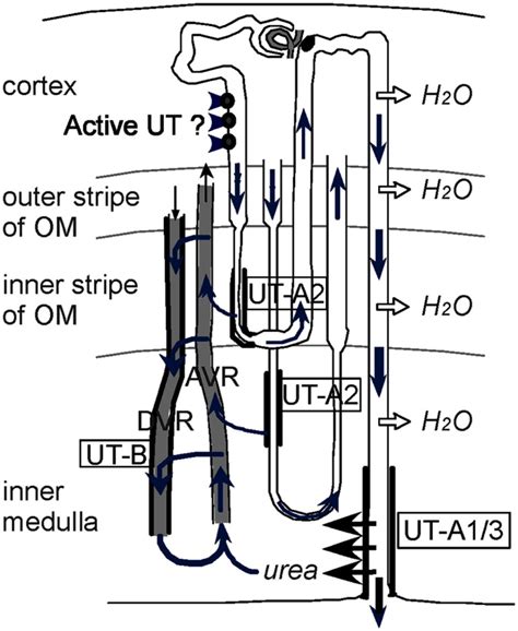 Diagram Depicting The Vascular And Tubular Routes Of Urea Recycling