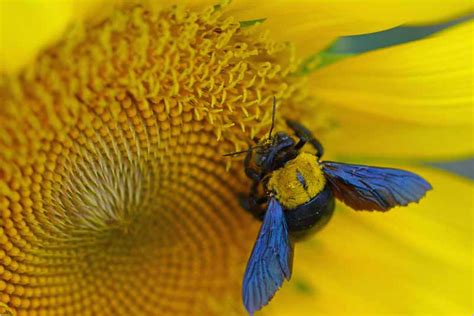 Carpenter Bees Are Important Native Pollinators Fishers Island