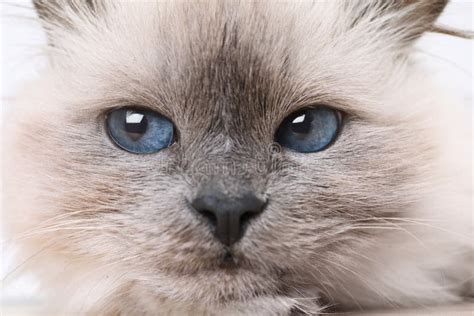 Birman Cat With Beautiful Blue Eyes Closeup Stock Photo Image Of