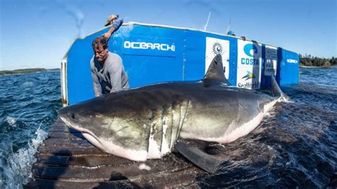 After release, their trackers ping off a satellite when they surface during travel, sending if you want to track sharks on the go, check out ocearch's app for iphone or android to see what your favorite shark buddies are up to while wait. A four-metre great white shark found off the coast of Nova ...