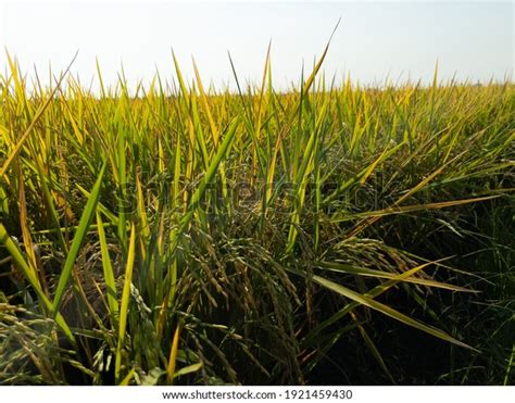 Midst Beautiful Nature Golden Rice Fields Stock Photo Edit Now 1921459430