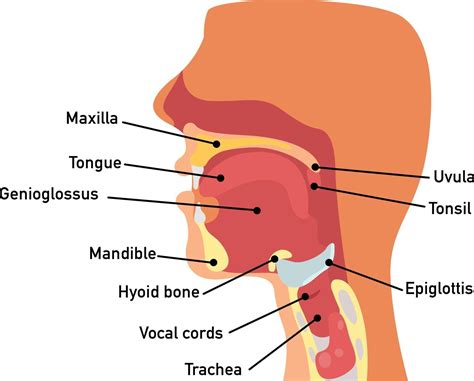 Throat Anatomy Vector Vector Art At Vecteezy
