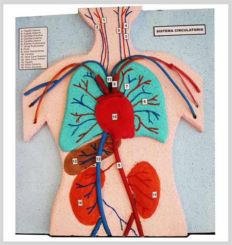 Maqueta Del Sistema Circulatorio Menor Maquetas Siste
