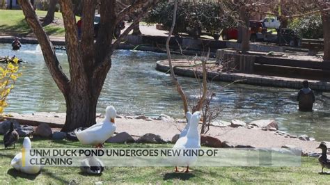 Unm Duck Pond Undergoes New Kind Of Cleaning Krqe News 13 Breaking