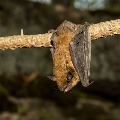 Big Brown Bat Covenant Wildlife
