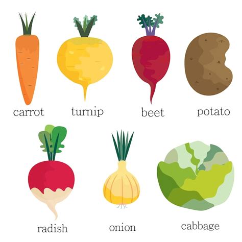 Premium Vector Vector Illustration Of A Group Of Root Vegetables