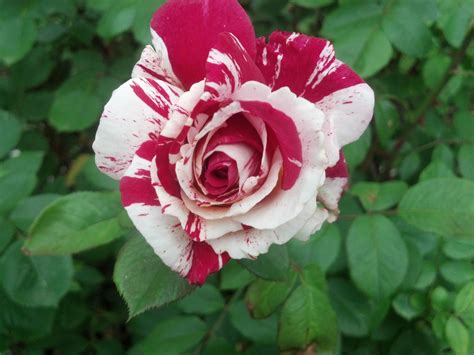 Scentimental Rose Unique Plants Plants Rose