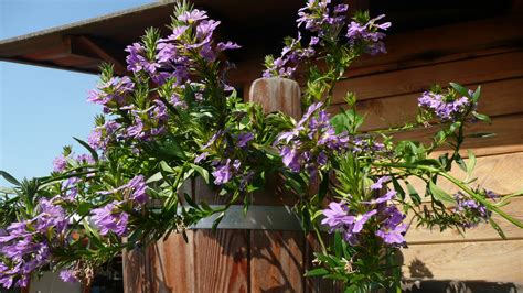 Purple Flowers Free Stock Photo Public Domain Pictures