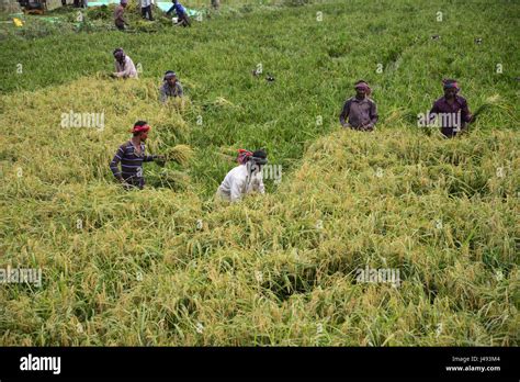 Bangladesh Rice Farms Hi Res Stock Photography And Images Alamy