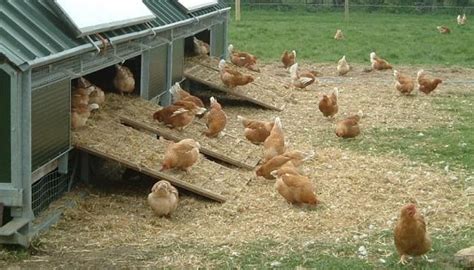 Construcción De Corrales Para Gallinas ¡maximice Su Producción