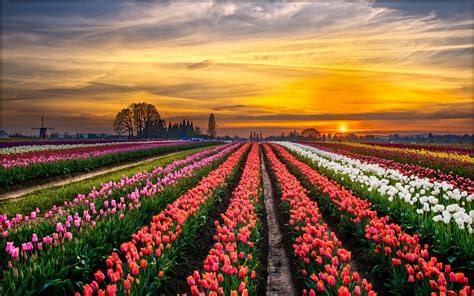 Tulips Farms Wallpapers High Quality Download Free