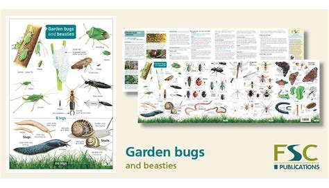 Fsc Fold Out Id Chart Garden Bugs And Beasties