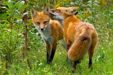 Animal Sex How Red Foxes Do It Live Science