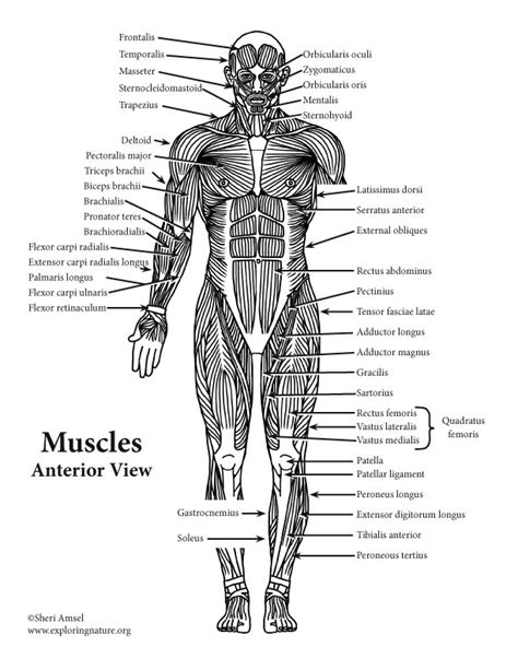 Back Muscle Diagrams Labeled Back Muscles Diagram Simple Labeled