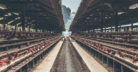 Foto Stok Gratis Tentang Agrikultura Ayam Ayam Betina