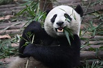 Giant pandas are no longer an endangered species | SBS Science