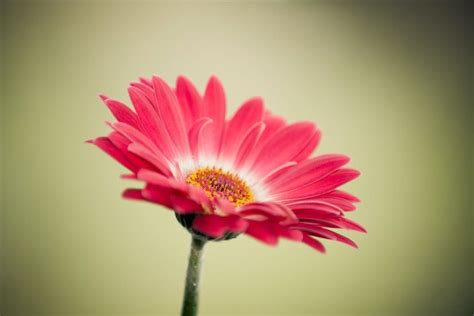 Gerber Daisy Wallpaper ·① Wallpapertag