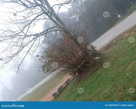 Foggy Skies And Trees In The Country On Back Roads Stock Photo Image