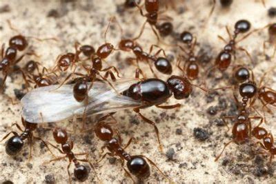 Are you looking for ants control melbourne services which is not only reliable and effective but also safe around children and pets? Fire Ant Pest Control Service for Florida Schools | Fire ...