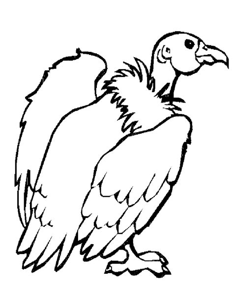 Vulture Coloring Pages Preschool And Kindergarten