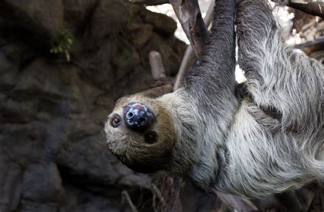 International Sloth Day Did You Know Sloths Only Speed Up For Sex