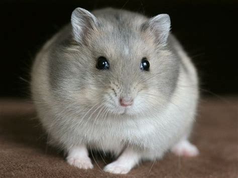 View Winter White Cute Hamster Picture Anchorimageall