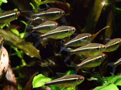 Black Neon Tetra Care Guide 10 Things Must Know