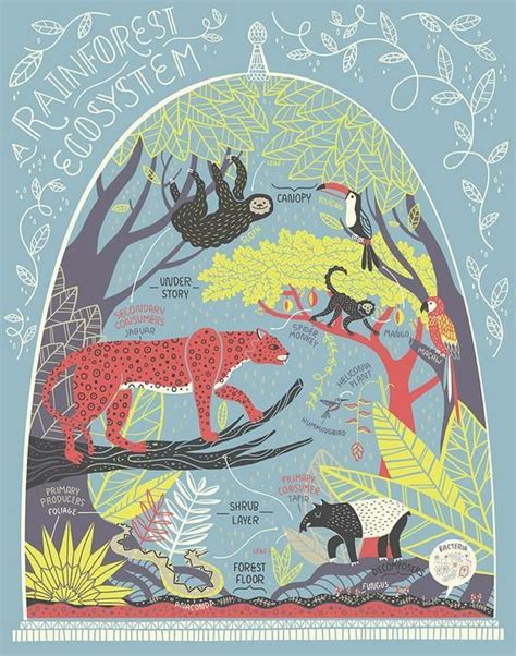 Ilustra O Rainforest Ecosystem Art Prints Ecosystems