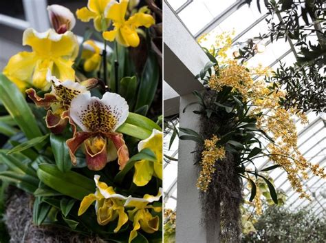 Welcome to our new york botanical garden coupons page, explore the latest verified nybg.org discounts and promos for july 2021. The New York Botanical Garden Orchid Show | Orchid show ...