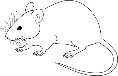 Clip art black and white mice #10098264. File:Vector diagram of laboratory mouse (black and white ...