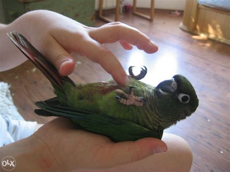 Ptice Papagaj ručno hranjene Braunouhe konure Ptice OLX ba