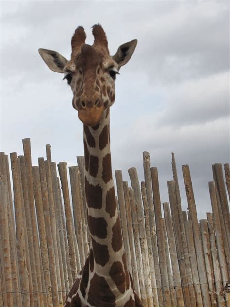 Giraffes At The Abq Bio Park Zoo New Mexico Giraffe Beach Life