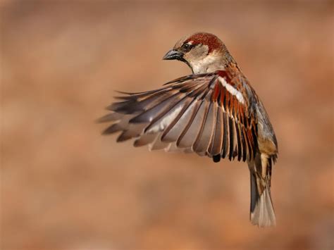House Sparrow Bird Facts Passer Domesticus Bird Fact