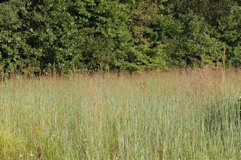 Twenty (20) grass species were identified during the fgds (table 4.2). Field Biology in Southeastern Ohio: Prairies Part 3 ...