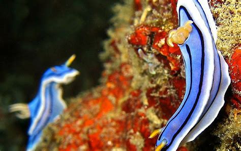 10 Unbelievably Strange Sea Creatures Eskify