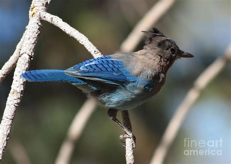 Stellar Jay Photograph By George B Fine Art America