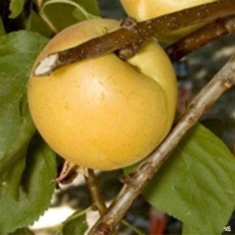 Cot N Candy White Aprium® Interspecific Apricot — Green Acres Nursery