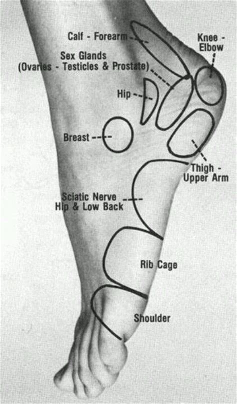 Leg Pressure Points Chart